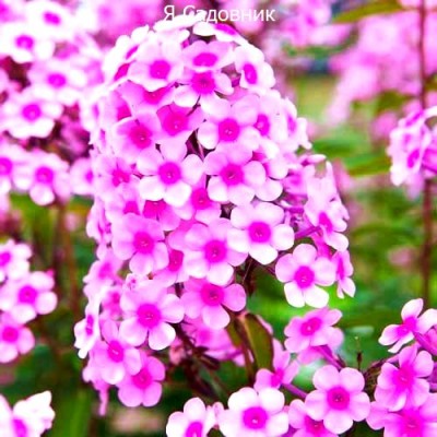 Саженец Флоксов "Мисс Пеппер" Саженец Флоксов "Мисс Пеппер"
