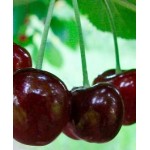 Саженец черешни "Джорджия" Саженец черешни "Джорджия"